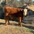 Cow/cattle/steer 4 thumbnail