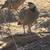 Chukars 8 thumbnail