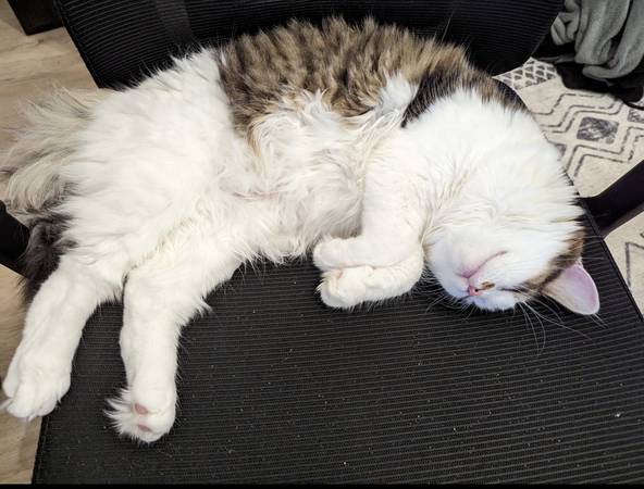 Free 1yr Old Cat, very sweet and cuddly (Post Falls)63970073157250122