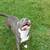 Pit bulley 8 thumbnail