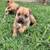 Jack Russell/ Cairn Terrier 2 thumbnail
