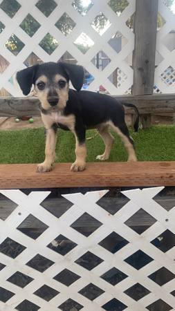 Beagle mix (Male) (Madera)