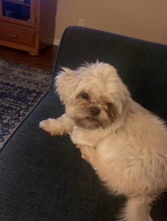 Shih tzu (Murfreesboro)