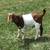 GOAT #1307 100% Fullblood Boer Buck 2 thumbnail