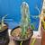 Garden - Plants - Cactus - Succulents for Sale! 8 thumbnail