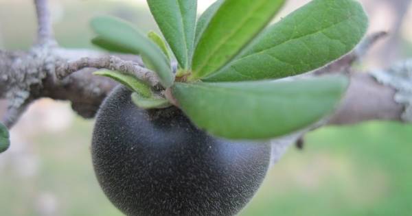 Texas Persimmon Trees 1