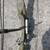 bear Whitetail ii Compound Bow,  65# Peak weight,  30" draw 48", Right 14 thumbnail