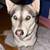 Husky 4 thumbnail