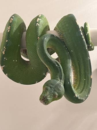 Green tree python 1