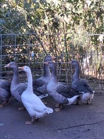 Geese 1