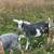 Kinder goats 1 thumbnail