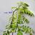 DISCOUNTED FRUITING PLANTS: this one is CURRY LEAF 30", 1gal. 4 thumbnail
