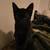 Handsome black male kitten looking for forever home 1 thumbnail