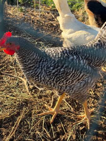 cockerel 1