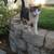 Lost Grey and White Tabby 1 thumbnail