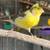 Canaries for sale 10 thumbnail