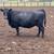 Bred Cows 1 thumbnail