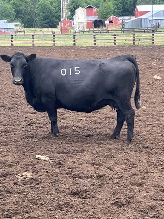 Bred Cows 1