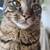 CAT SITTER WANTED 2 thumbnail