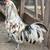 Ameraucana x Easter Egger Backcross Rooster 5 thumbnail
