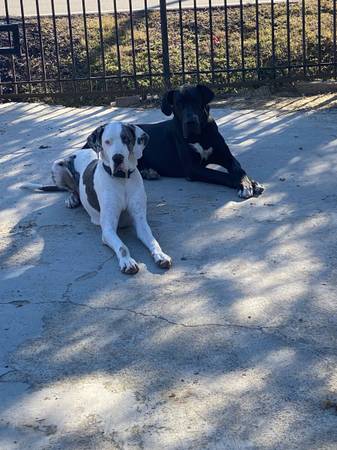 Cachorra Gran Danés (Houston)63859314957955122