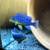 African cichlids 1 thumbnail