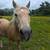 Quarter horse Morgan Cross gelding 7 thumbnail