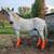 Horse 1 thumbnail