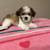 ADORABLE, Fluffy Malshi Puppies Ready for Forever Homes (Maltese x Shih Tzu) 3 thumbnail