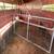 Horse trailer 3 thumbnail