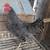 7 Pullets/laying hens/chickens for sale 2 thumbnail