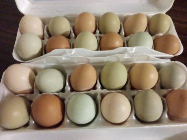 get some eggs and HATCH SOME CHICKS! 1