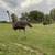 Ostriches 2 thumbnail