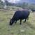 2 bred cows 2 thumbnail