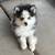 rehoming pomskies 2 thumbnail