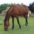 Standardbred Trail Gelding 1 thumbnail