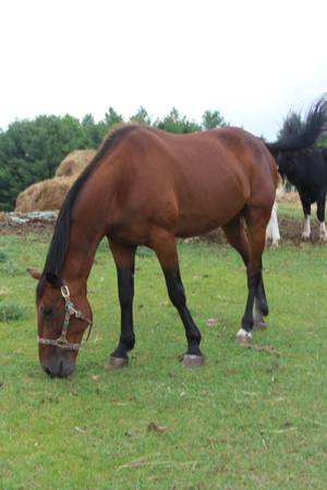 Standardbred Trail Gelding 1