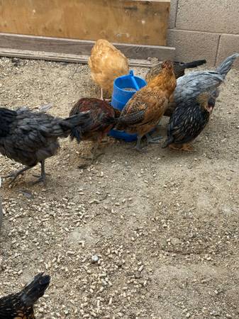 Mixed breed Pullets 1