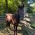 Broke Pony Gelding 2 thumbnail