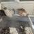 Quail Eggs and Birds, Pure Gene Celedon and Jumbo XXL Texas A and M, many others 4 thumbnail