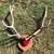 Elk antlers 6 thumbnail