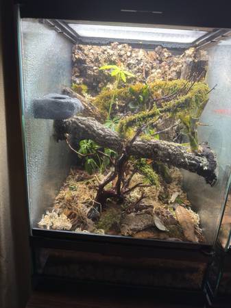 Recinto bioactivo y gecko Chahoua (Brooklyn)