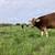 A2A2 Raw Milk 1 thumbnail