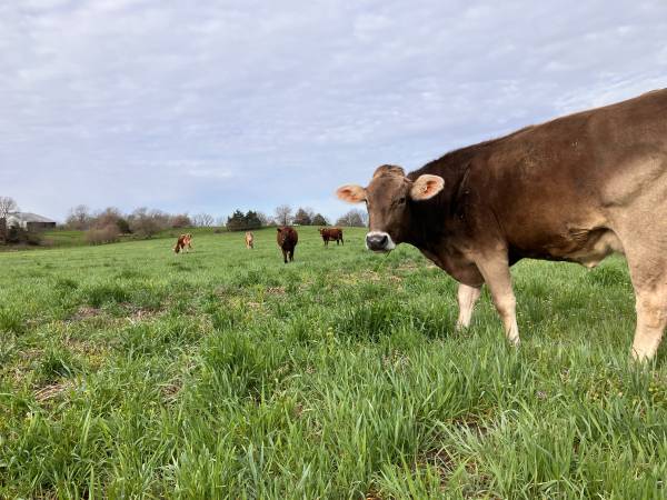 A2A2 Raw Milk 1