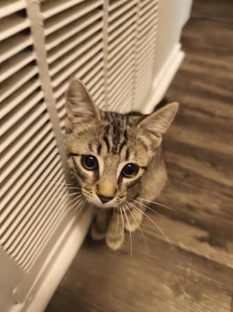 3 month old kittens - Kitten mama (Petaluma)63850566974467121