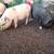Piglets 4 thumbnail