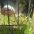 Guinea Pigs 2 thumbnail