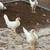 Young chickens 1 thumbnail
