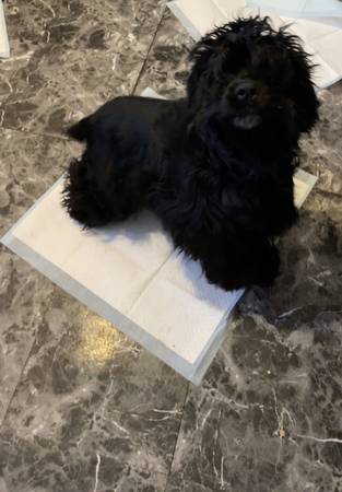 Cocker spaniel63680163364739123