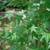 Potted Japanese Maple Trees 6 thumbnail